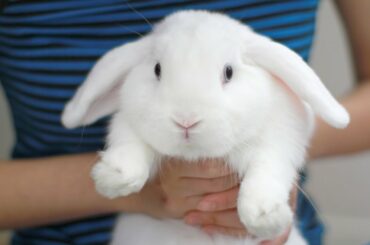 3 Rabbit Care Tips from Booboo the Bunny!