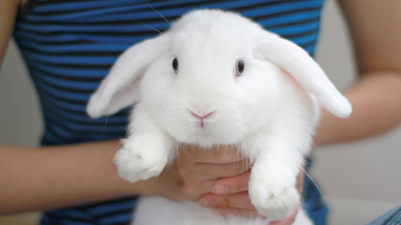 3 Rabbit Care Tips from Booboo the Bunny!