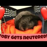My bunny Toby was neutered!! || Come see the cute bunny!