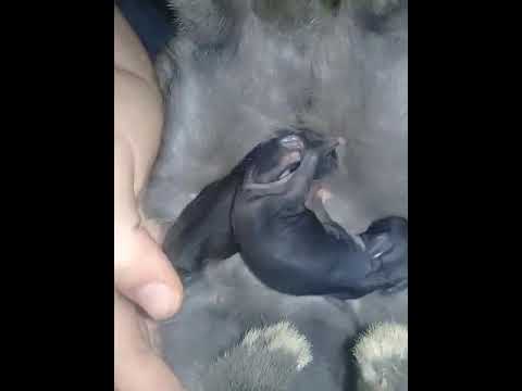 Feeding baby orphan rabbit's (soo cute)) 🤗