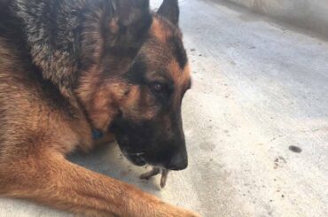 Dog Catches and Eats Baby Rabbit WARNING GRAPHIC