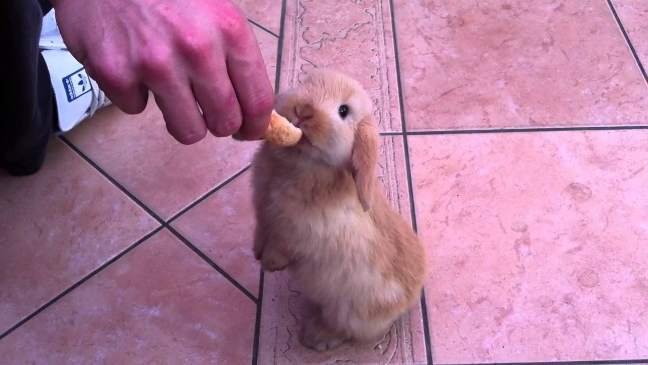 Cute 8 week old rabbit eating HD