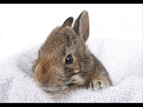 Cute Rabbit Pics!!