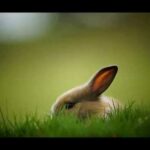 Cute Bunnies rabbit Wallpaper Images