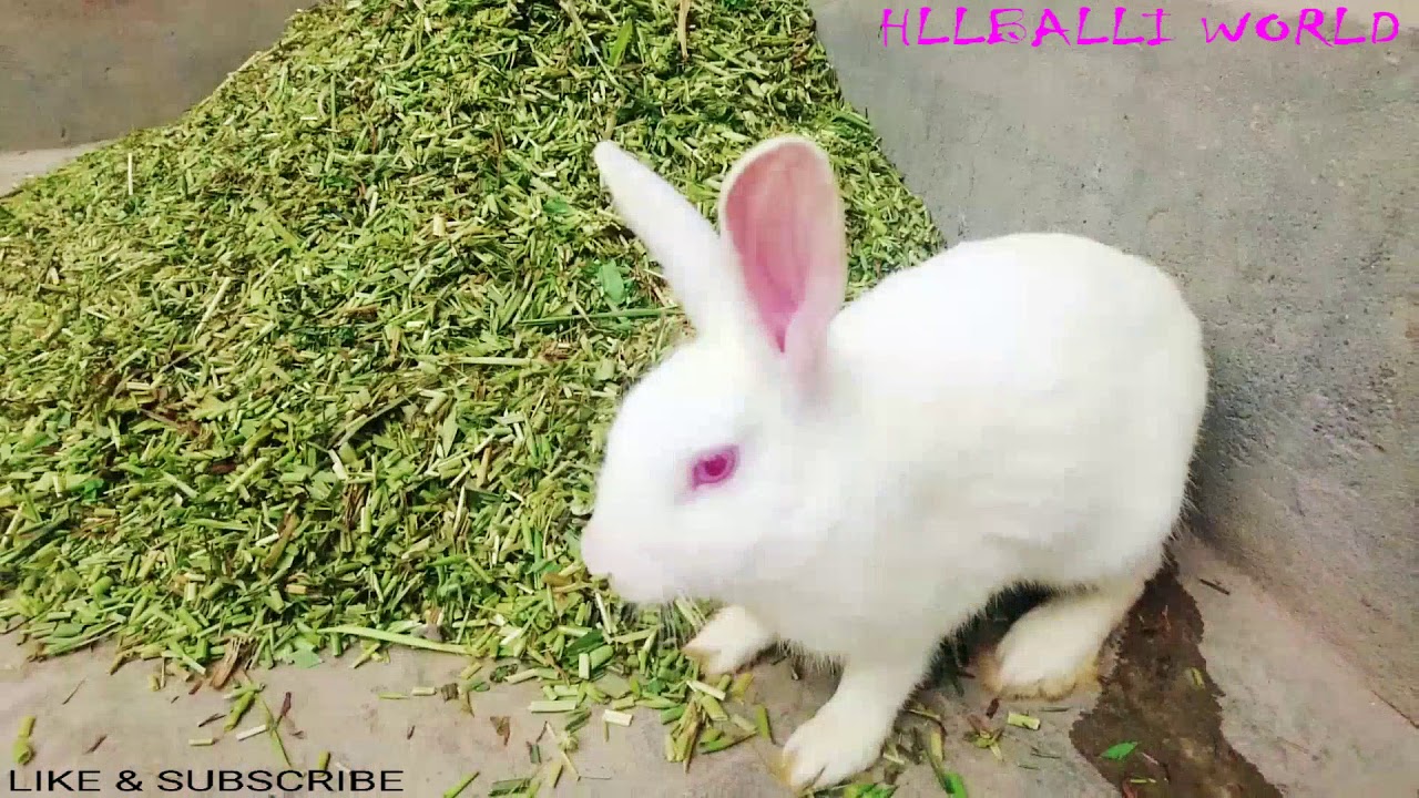 Rabbit | Pyara Khargosh | Cute Rabbit | Beautiful Bunny Rabbit | Playing Rabbit | Animal Videos 4K |