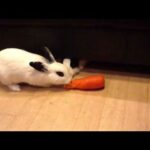 Cute Rabbit Steals A Carrot. Funny And Cute,