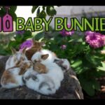 Ten Baby Bunnies