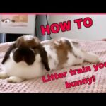 How To Litter Train Your Bunny!!!