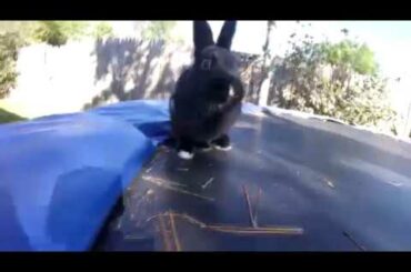 Cute Bunny's Day out