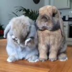 Big fat cute bunny ❤❤❤