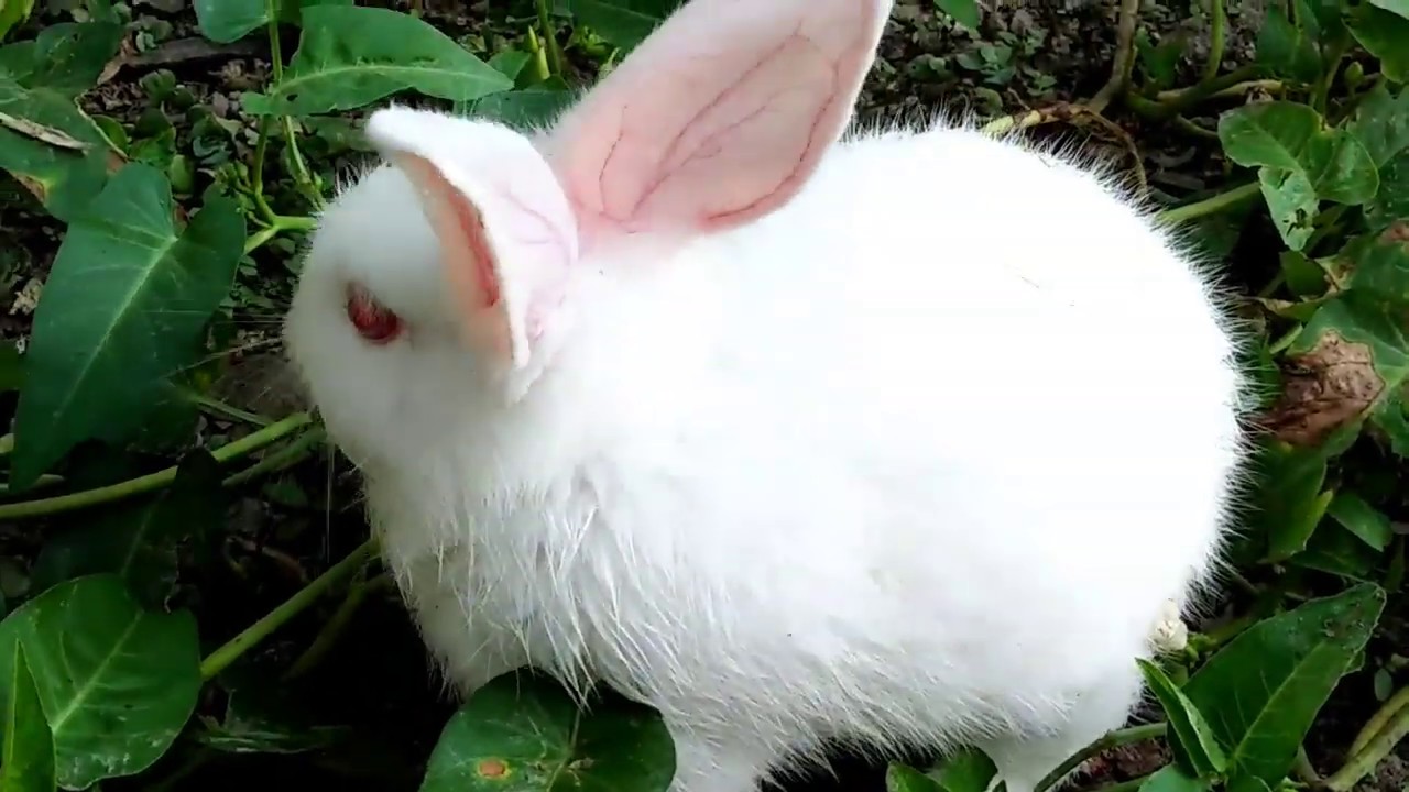 Cute rabbit on the green field: Primitive all liveing