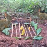 Amazing Quick Rabbit Trap in Cambodia - How To Make Rabbit Trap Easy - Best Rabbit Trap Homemade