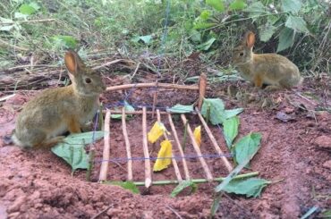 Amazing Quick Rabbit Trap in Cambodia - How To Make Rabbit Trap Easy - Best Rabbit Trap Homemade