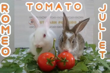 Rabbit eats tomato ASMR - Cute rabbits Romeo and juliet