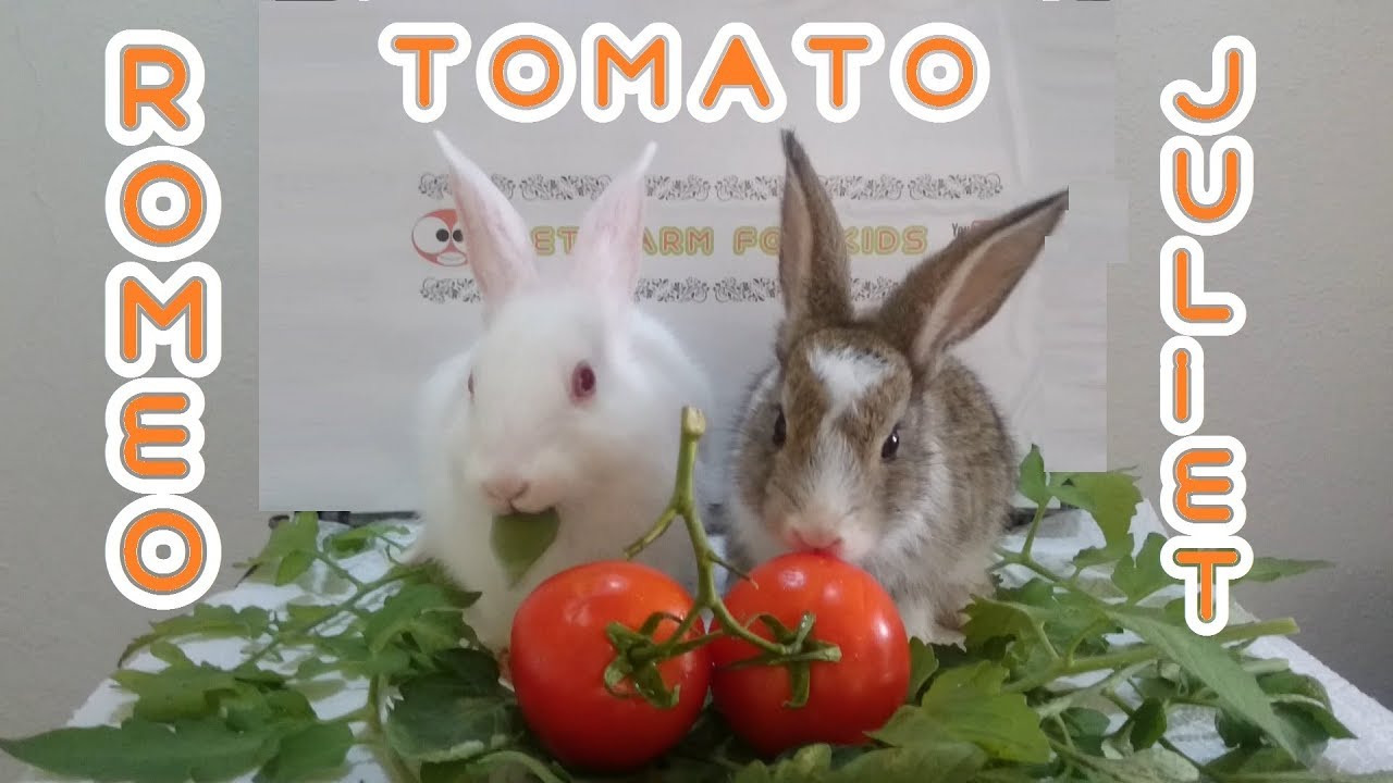 Rabbit eats tomato ASMR - Cute rabbits Romeo and juliet
