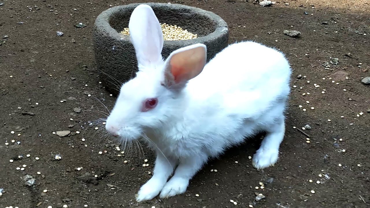 Rabbit Baby for KIds | Funny Rabbit care videos / SWAGG Animals