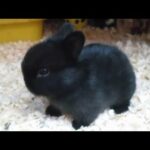 Super cute bunny in action