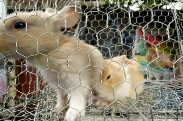 Cute Rabbit/Bunny Market at Galiff Street, Kolkata