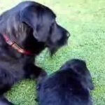 Giant Black Dog Gets taste for Cute Rabbit