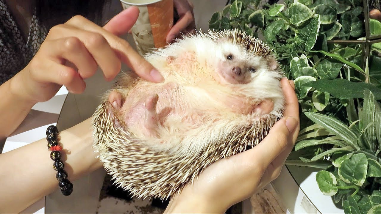World's Fattest Hedgehog - Incredible!