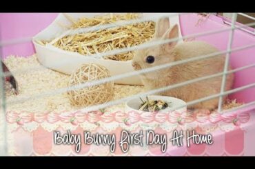 Baby bunny first day at home - Netherland Dwarf Rabbit