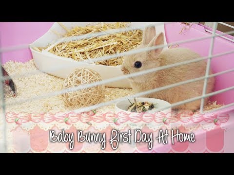 Baby bunny first day at home - Netherland Dwarf Rabbit
