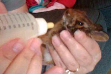 feeding the baby rabbit now known as lucky the BP Bunny