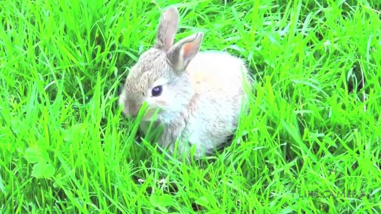 Baby bunny rabbit first time outside