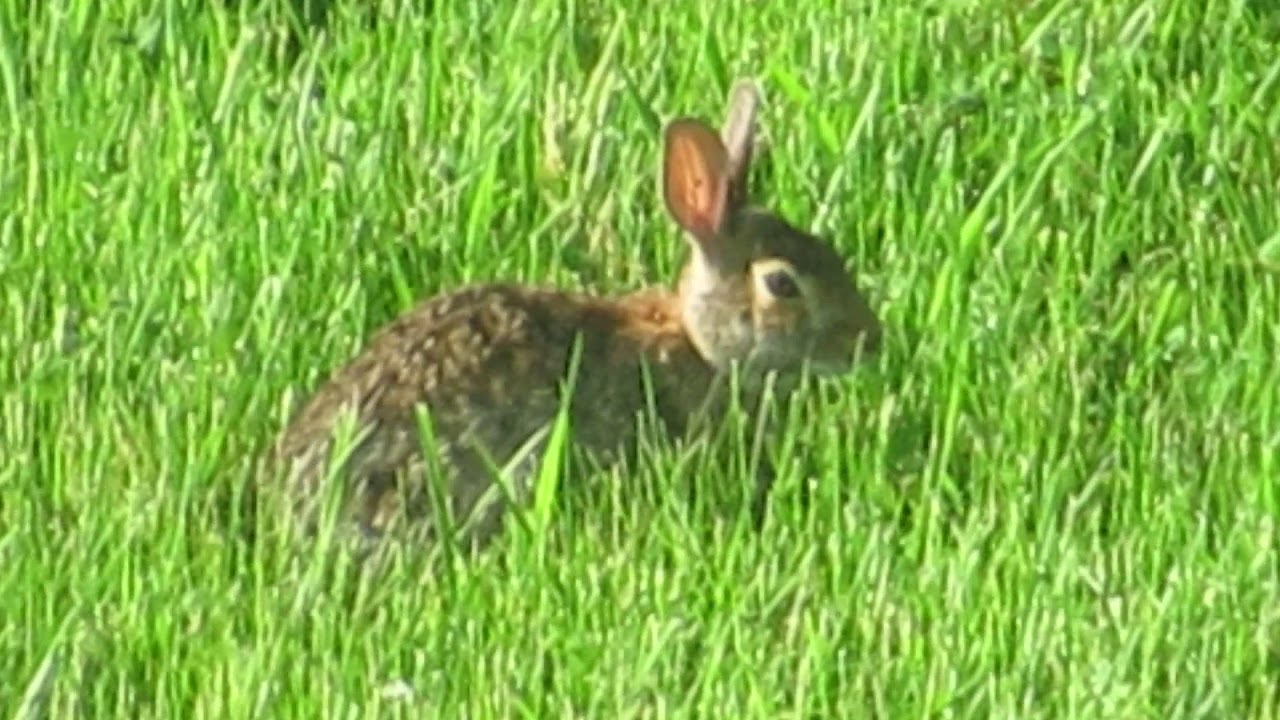 A cute Rabbit (5/30/19)