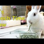 How Lovely A Rabbit Is (A Rabbit's Daily Life) / Cute Rabbit Video, 귀여운 토끼, かわいいウサギ, うさぎ