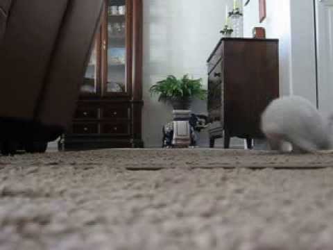 Happy little baby rabbit Lily jumping around