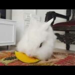 Cute Bunny eating mango! 🐰