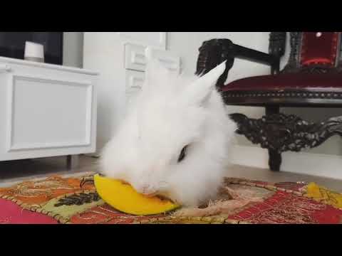 Cute Bunny eating mango! 🐰