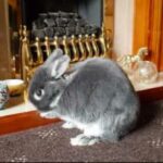 Cute Rabbit Cleaning