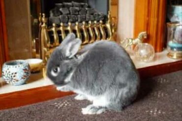 Cute Rabbit Cleaning
