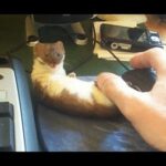 Ozzy the adorable desk weasel.