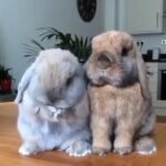 Funny And Cute Bunny Rabbit Videos Compilation 2016