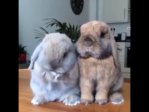 Funny And Cute Bunny Rabbit Videos Compilation 2016