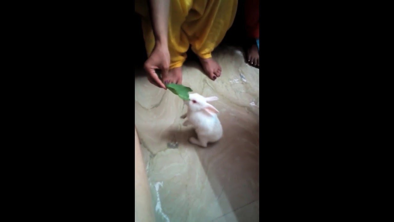 Cute Rabbit.... चिंटू ससुल्या...