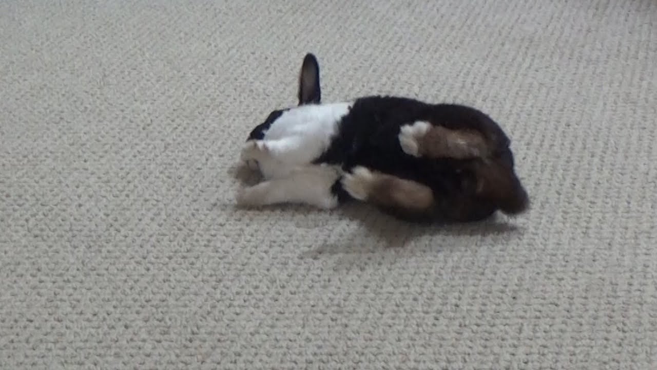 Rabbit falling over and flopping!