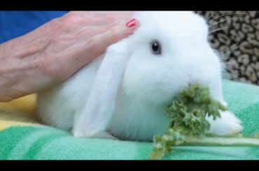 Pros & Cons of Having a Pet Rabbit | Small Pets