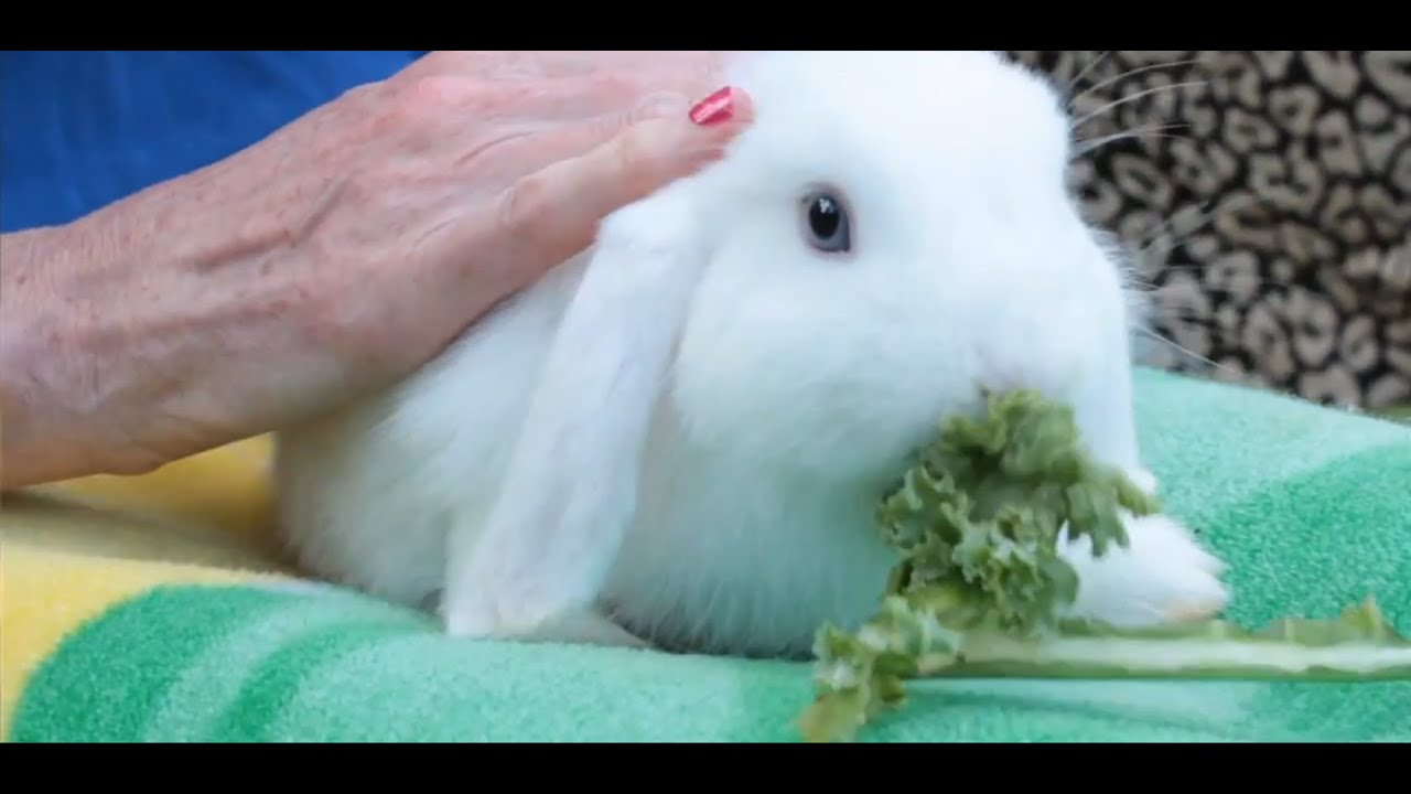 Pros & Cons of Having a Pet Rabbit | Small Pets