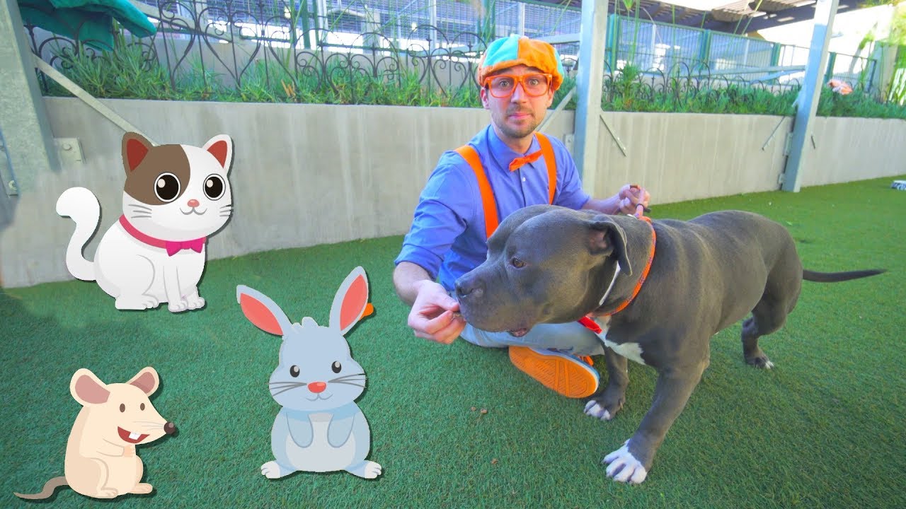 Blippi Visits an Animal Shelter | Learn Animals for Children and The Pet Song