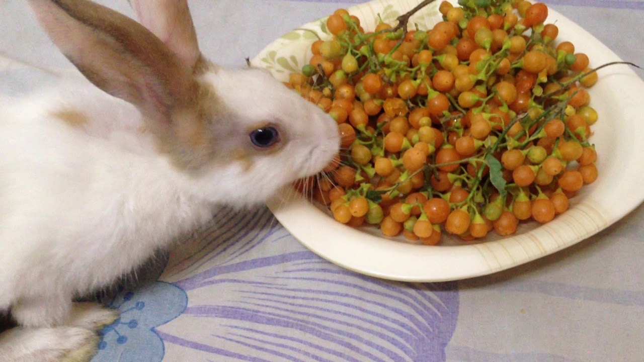 CUTE RABBITS | BABY RABBITS HAVING FOOD | Rabbits Eating Biryani | خرگوش
