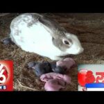 Rabbit, Pillalu - In Srikakulam Dist - Teenmaar News