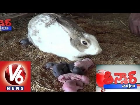 Rabbit, Pillalu - In Srikakulam Dist - Teenmaar News