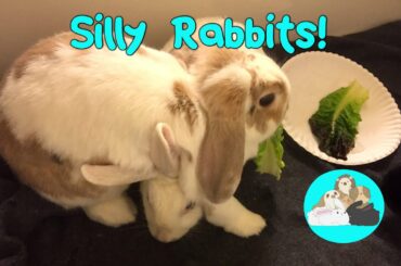 Rabbit Bonding Shenanigans Cute Bunny Eating Lettuce and Sitting on Another Rabbit!