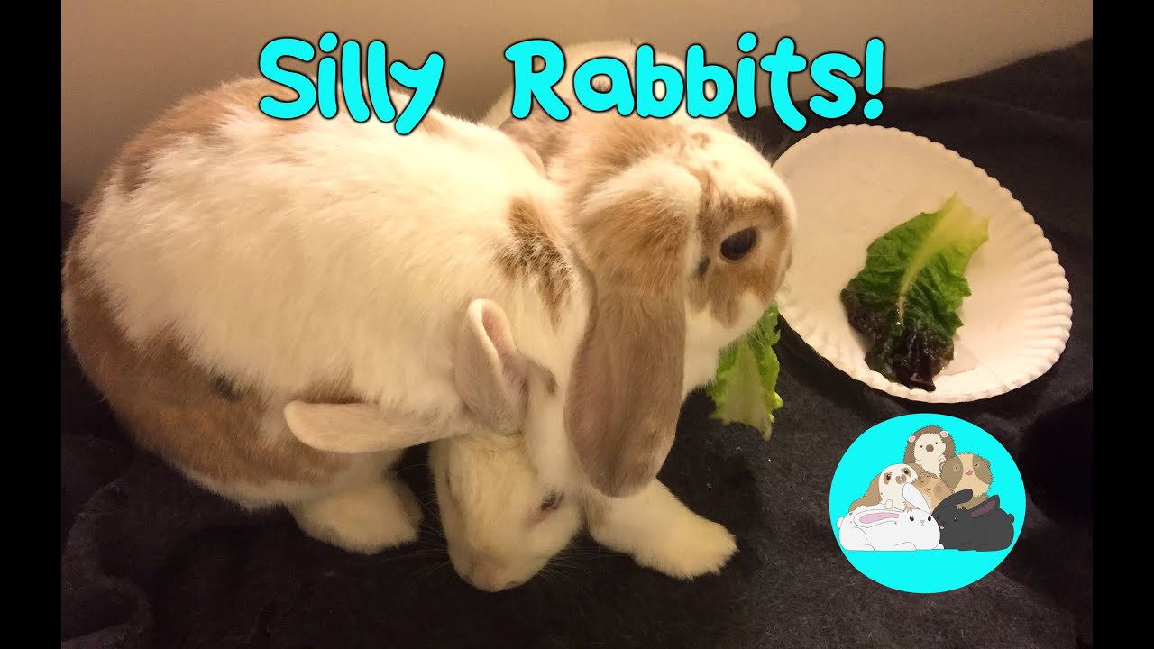 Rabbit Bonding Shenanigans Cute Bunny Eating Lettuce and Sitting on Another Rabbit!