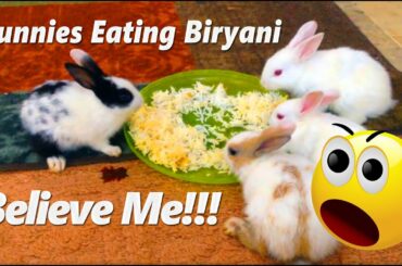 My Cute Baby Bunnies - Newborn to 28 Days | My Pet Bunny Rabbits.