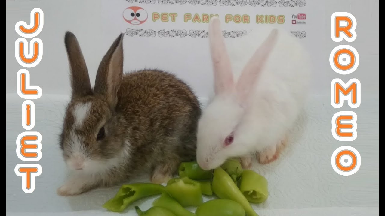 RABBİT EATS PEPPER ASMR - Rabbits Romeo and juliet